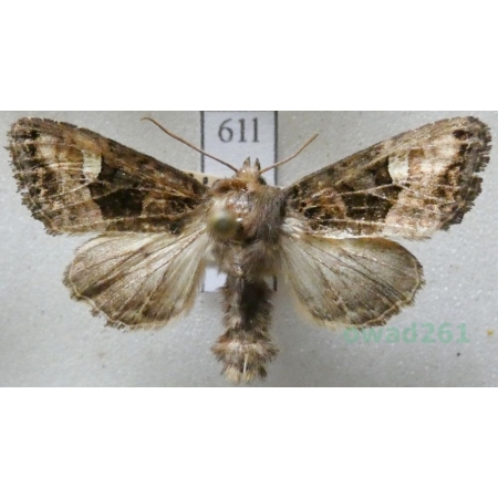 Euplexia lucipara (Linnaeus, 1758) Brzaskówka ogorzałka Czech61l